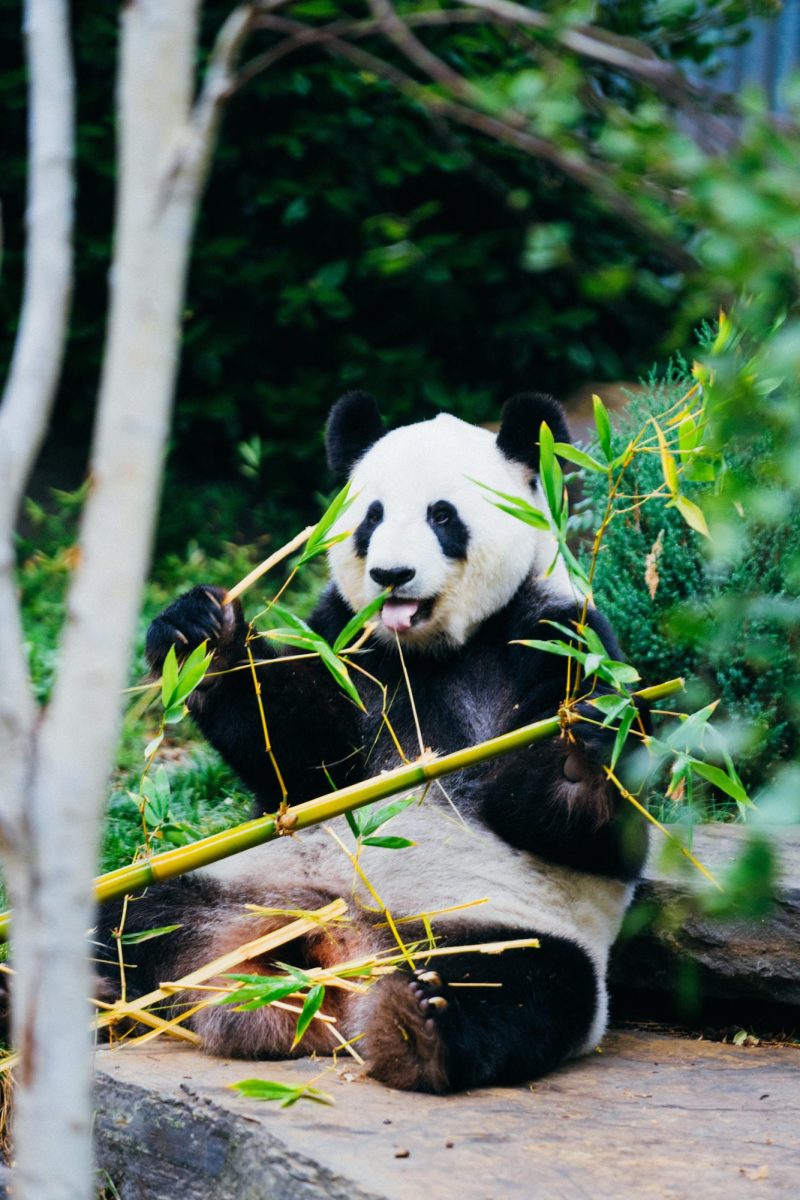 An adorable panda munches on nutritious bamboo. A sight many Americans will soon be missing.
Photo by Jay Wennington on Unsplash