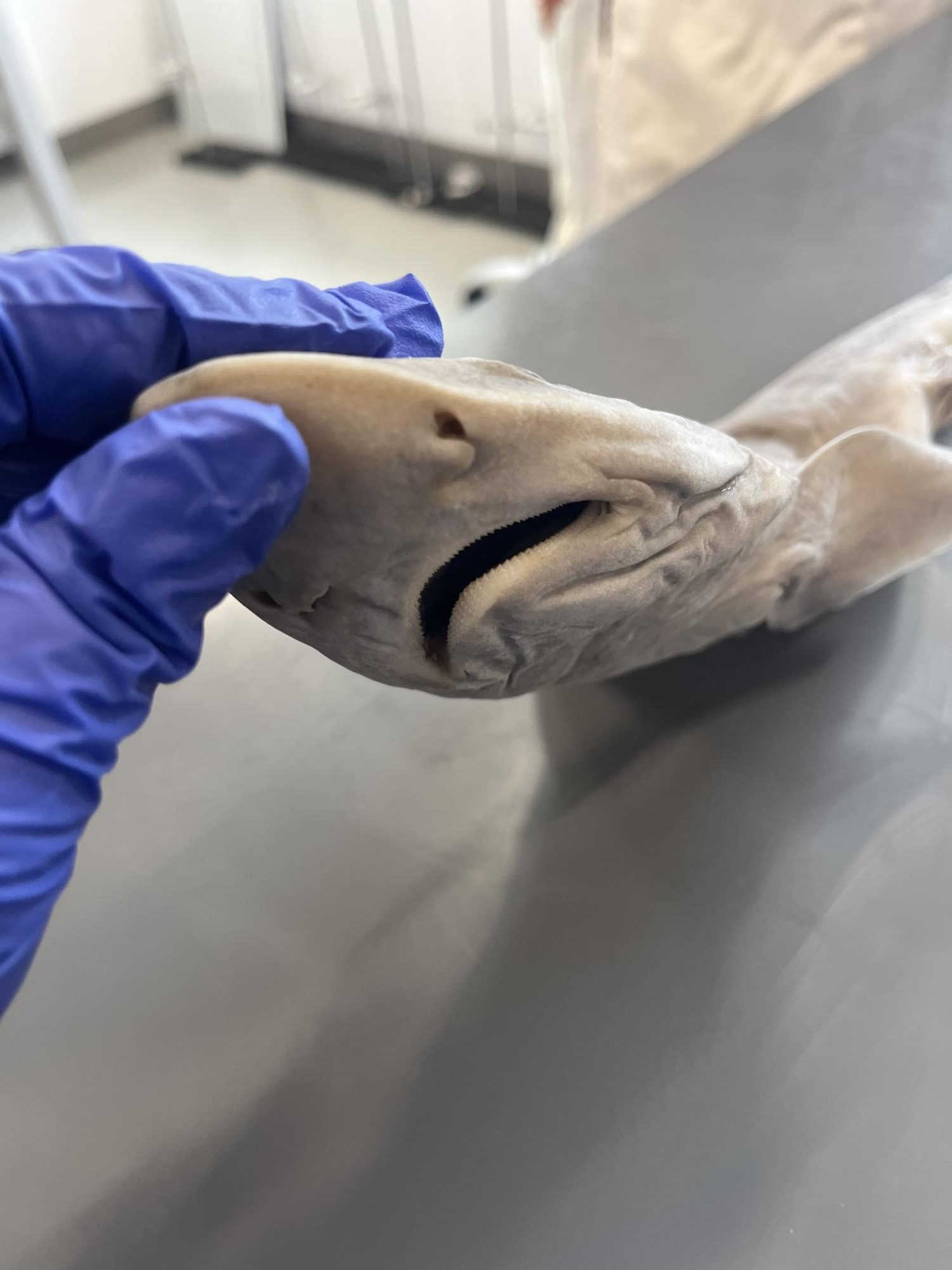 Dissecting Sharks