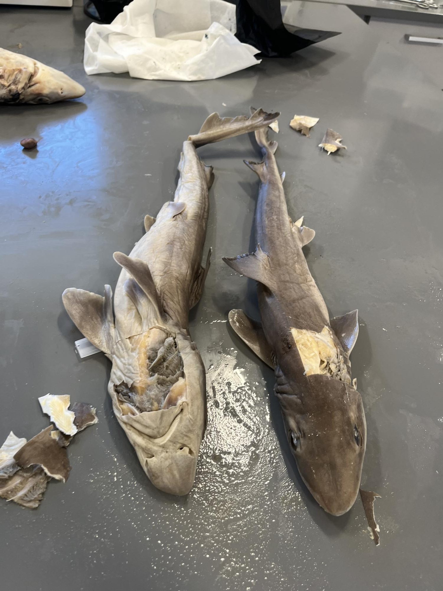 Dissecting Sharks