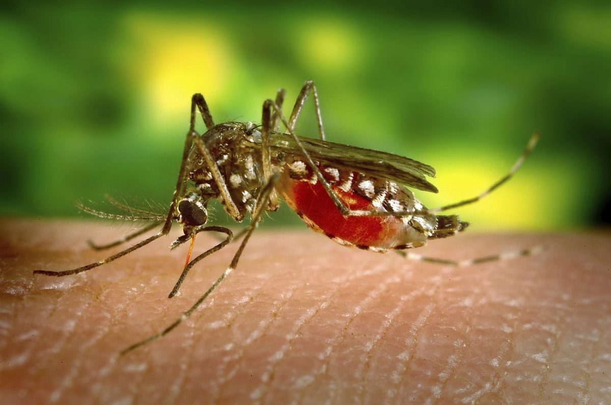 West Nile virus is a mosquito-borne and transmitted virus that is most prominent during the summer months, when mosquitos are plentiful. 
CCL: The East Bay Echo