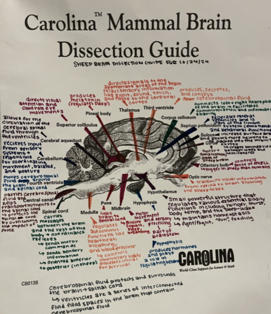 A student's guide to a mammal's brain