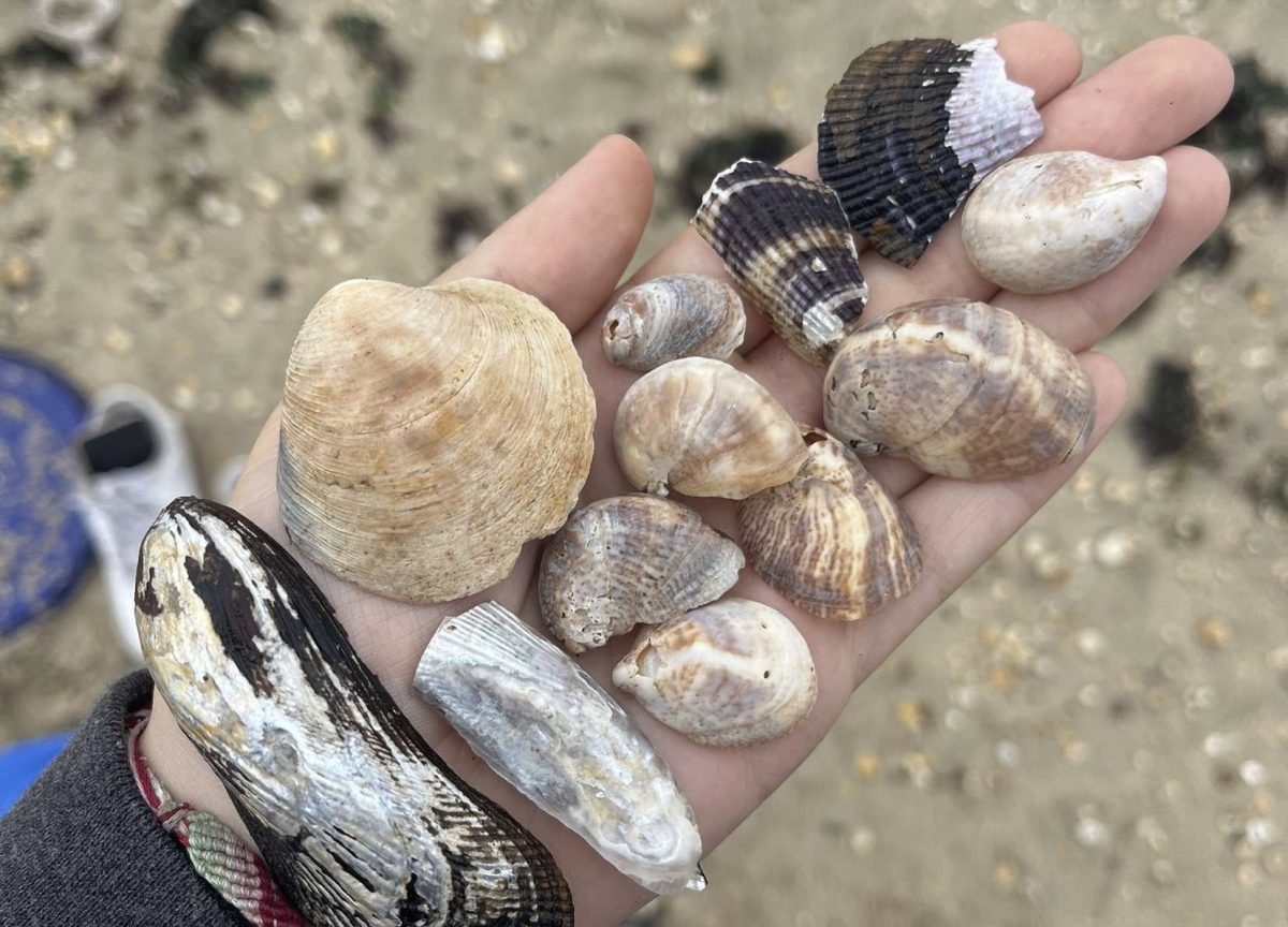 Various seashells found on the Sandy Hook Beach during the Oceanography class field trip.